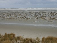 NL, Friesland, Ameland, Lange Duinen, Groene strand 7, Saxifraga-Hans Boll