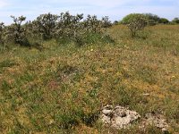 NL, Friesland, Ameland, Middenpolle 2, Saxifraga-Hans Boll