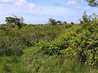 NL, Friesland, Ameland, Middenpolle 3, Saxifraga-Hans Boll