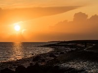 NL, Friesland, Ameland, Nieuwlandsreid 2, Saxifraga-Dirk Hilbers