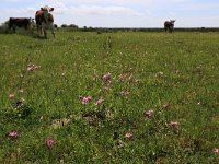 NL, Friesland, Ameland, Noordkeeg 2, Saxifraga-Hans Boll