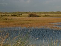 NL, Friesland, Ameland, Roosduinen 3, Saxifraga-Hans Boll