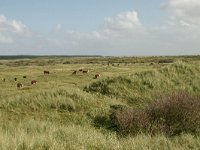 NL, Friesland, Ameland, Zwanenwaterduin 3, Saxifraga-Hans Boll