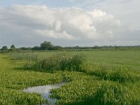 NL, Friesland, Dantumadeel, Broeksterwouden 1, Saxifraga-Hans Boll.nl