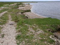 NL, Friesland, Dongeradeel, Bantpolder 5, Saxifraga-Hans Boll