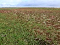 NL, Friesland, Dongeradeel, Lauwersmeer 17, Saxifraga-Hans Boll