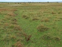 NL, Friesland, Dongeradeel, Lauwersmeer 3, Saxifraga-Hans Boll