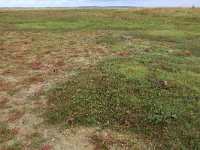 NL, Friesland, Dongeradeel, Lauwersmeer 6, Saxifraga-Hans Boll