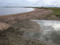 NL, Friesland, Dongeradeel, Lauwersmeer 7, Saxifraga-Hans Boll