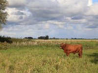 NL, Friesland, Dongeradeel, Zoutkamperplaat 35, Saxifraga-Hans Boll