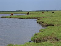 NL, Friesland, Dongeradeel, Zoutkamperplaat 40, Saxifraga-Hans Boll