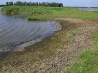 NL, Friesland, Dongeradeel, Zoutkamperplaat 43, Saxifraga-Hans Boll