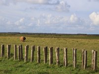 NL, Friesland, Dongeradeel, Zoutkamperplaat 56, Saxifraga-Hans Boll