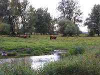 NL, Friesland, Dongeradeel, Zoutkamperplaat 60, Saxifraga-Hans Boll