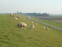 NL, Friesland, Ferwerderadeel, Zeedijk Marrum 1, Saxifraga-Jan van der Straaten