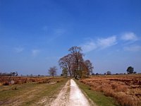 NL, Friesland, Ooststellingwerf, Aekingerzand 10, Saxifraga-Hans Dekker