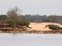 NL, Friesland, Ooststellingwerf, Aekingerzand 11, Saxifraga-Hans Dekker