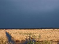 NL, Friesland, Ooststellingwerf, Fochteloerveen 13, Saxifraga-Hans Dekker