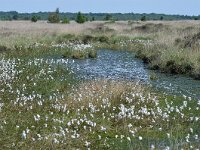 NL, Friesland, Ooststellingwerf, Fochteloerveen 2, Saxifraga-Tom Heijnen