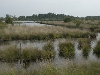 NL, Friesland, Ooststellingwerf, Fochteloerveen 8, Saxifraga-Willem van Kruijsbergen