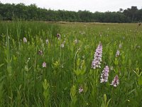 NL, Friesland, Ooststellingwerf, Stuttebosch 1, Saxifraga-Hans Dekker