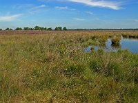 NL, Friesland, Ooststellingwerf, Wapserveld 3, Saxifraga-Hans Dekker