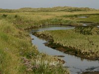 NL, Friesland, Schiermonnikoog 10, Saxifraga-Hans Boll