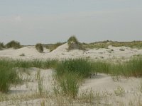 NL, Friesland, Schiermonnikoog 12, Saxifraga-Hans Boll