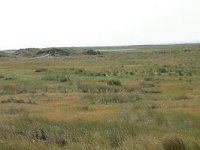 NL, Friesland, Schiermonnikoog 16, Saxifraga-Hans Boll