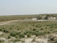 NL, Friesland, Schiermonnikoog 17, Saxifraga-Hans Boll