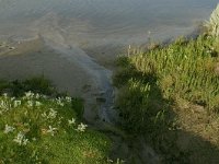 NL, Friesland, Schiermonnikoog 2, Saxifraga-Hans Boll