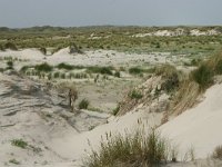 NL, Friesland, Schiermonnikoog 21, Saxifraga-Hans Boll