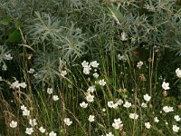 NL, Friesland, Schiermonnikoog 22, Saxifraga-Hans Boll