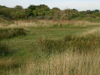 NL, Friesland, Schiermonnikoog 3, Saxifraga-Hans Boll