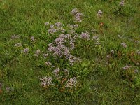 NL, Friesland, Schiermonnikoog 74, Saxifraga-Dirk Hilbers