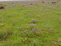 NL, Friesland, Schiermonnikoog 75, Saxifraga-Dirk Hilbers