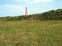 NL, Friesland, Schiermonnikoog, Groene Strand 1, Saxifraga-Hans Dekker