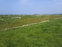 Nature reserve along Lake IJssel of It Fryske Gea; organisation of Dutch province Friesland  Nature reserve along Lake IJssel of It Fryske Gea; organisation of Dutch province Friesland : nature, reserve, bocht fan molkwar, ditch, ditches, fryske gea, grass, green, ijsselmeer, it fryske gea, lake ijssel, meadow, natural, non-urban scene, protection, rural landscape, rural scene, water, wetland, flowers, flowery, no people, nobody, outdoors, outside, reed, reeds, spring, springtime, summer, summertime, horizon, horizon over water