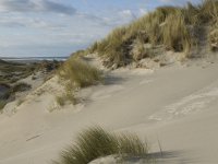 NL, Friesland, Terschelling, Boschplaat 1, Saxifraga-Jan van der Straaten