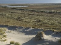 NL, Friesland, Terschelling, Boschplaat 14, Saxifraga-Jan van der Straaten