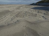 NL, Friesland, Terschelling, Boschplaat 25, Saxifraga-Jan van der Straaten