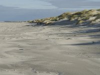 NL, Friesland, Terschelling, Boschplaat 40, Saxifraga-Jan van der Straaten