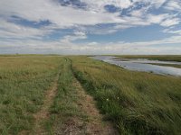 NL, Friesland, Terschelling, Boschplaat 52, Saxifraga-Dirk Hilbers