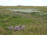 NL, Friesland, Terschelling, Boschplaat 75, Saxifraga-Dirk Hilbers