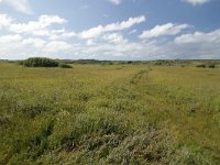 NL, Friesland, Terschelling, De Grie 2, Saxifraga-Dirk Hilbers