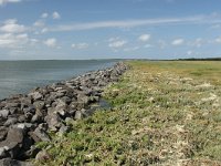 NL, Friesland, Terschelling, De Grie 22, Saxifraga-Dirk Hilbers