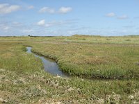 NL, Friesland, Terschelling, De Grie 25, Saxifraga-Dirk Hilbers