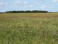 NL, Friesland, Terschelling, De Grie 29, Saxifraga-Dirk Hilbers