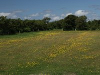 NL, Friesland, Terschelling, De Grie 42, Saxifraga-Dirk Hilbers