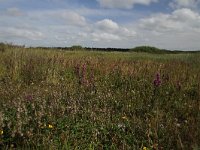 NL, Friesland, Terschelling, De Grie 5, Saxifraga-Dirk Hilbers